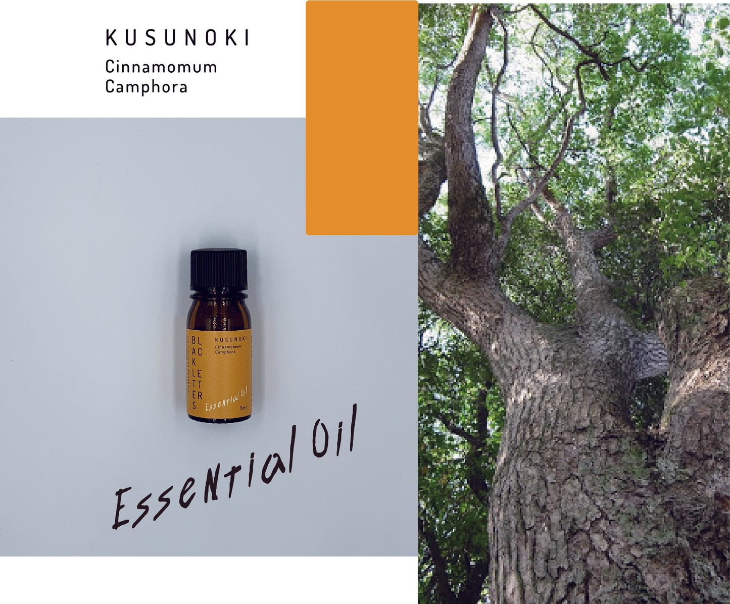 エッセンシャルオイル　 クスノキ　５ml